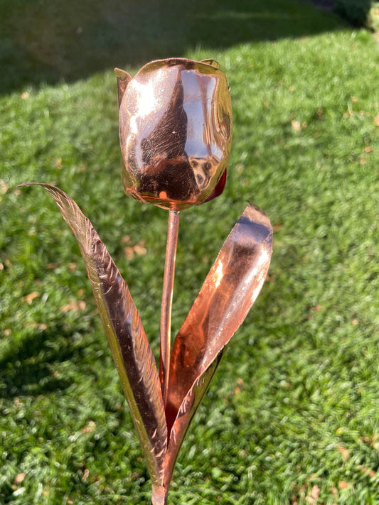 Copper Tulip